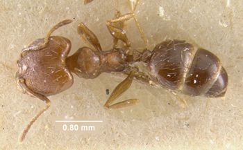 Media type: image;   Entomology 9131 Aspect: habitus dorsal view
